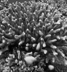 Experimented with black and white for this photo, to take... by Bill Arle 